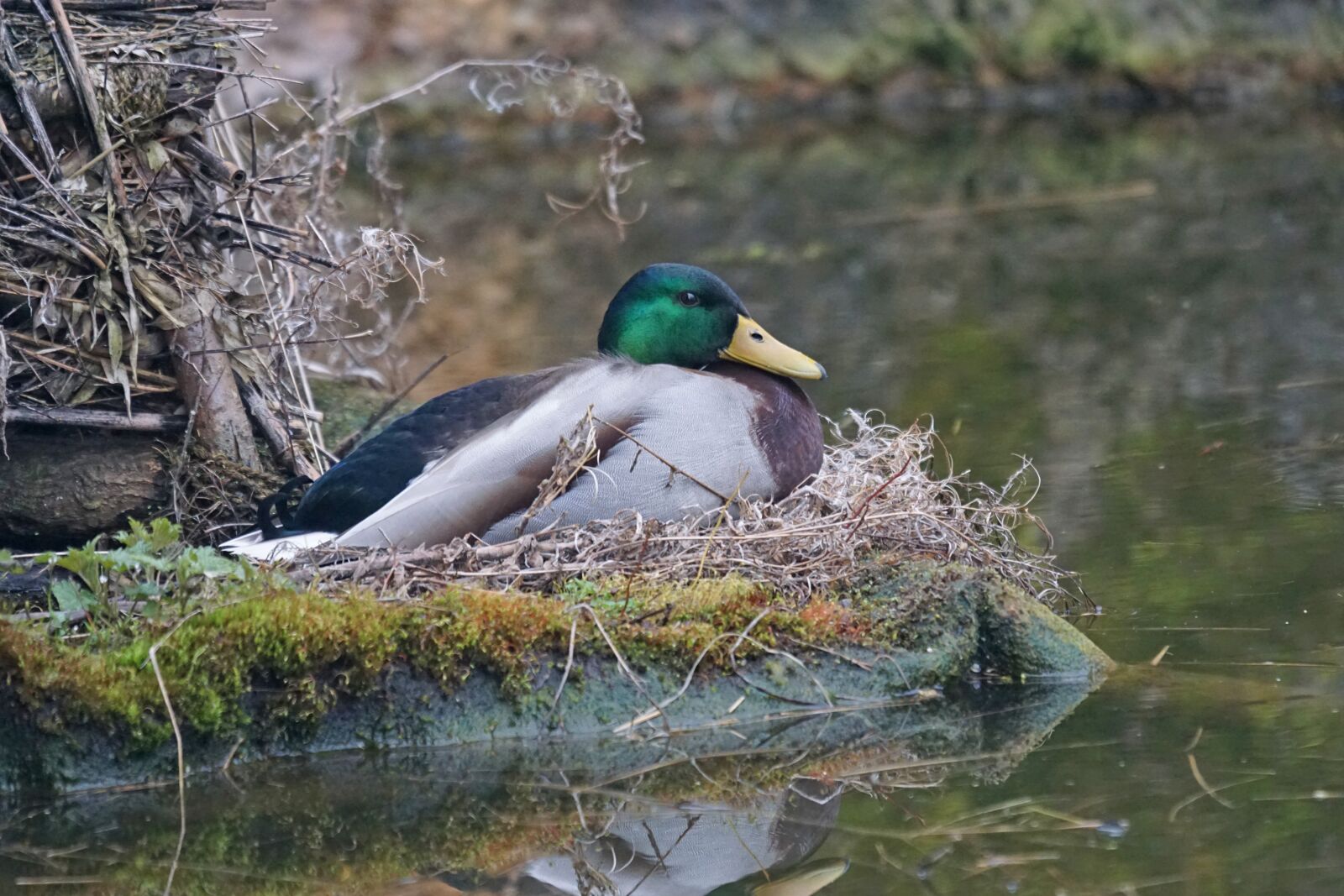 Sony ILCA-77M2 + Sony 70-400mm F4-5.6 G SSM sample photo. Northern shoveler, duck bird photography