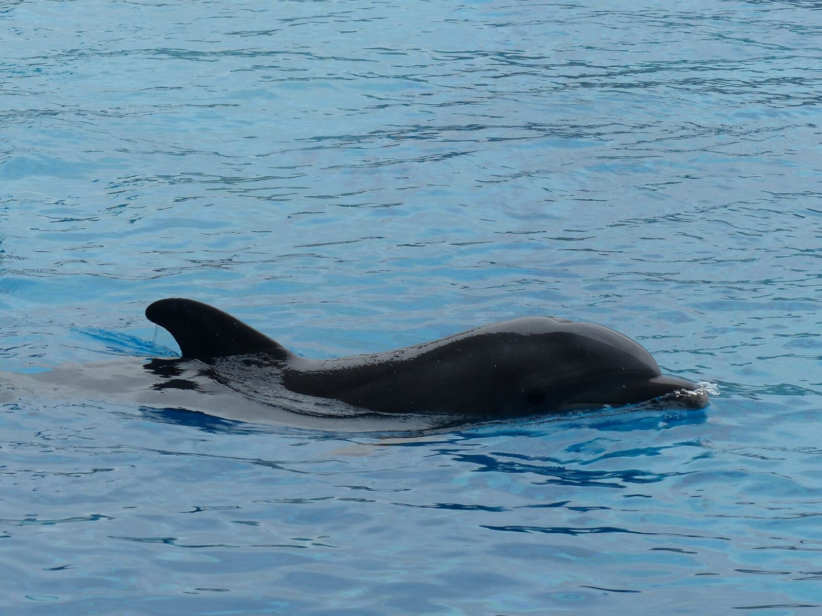 Panasonic Lumix DMC-FZ200 sample photo. Dolphin, dolphinarium, swim photography