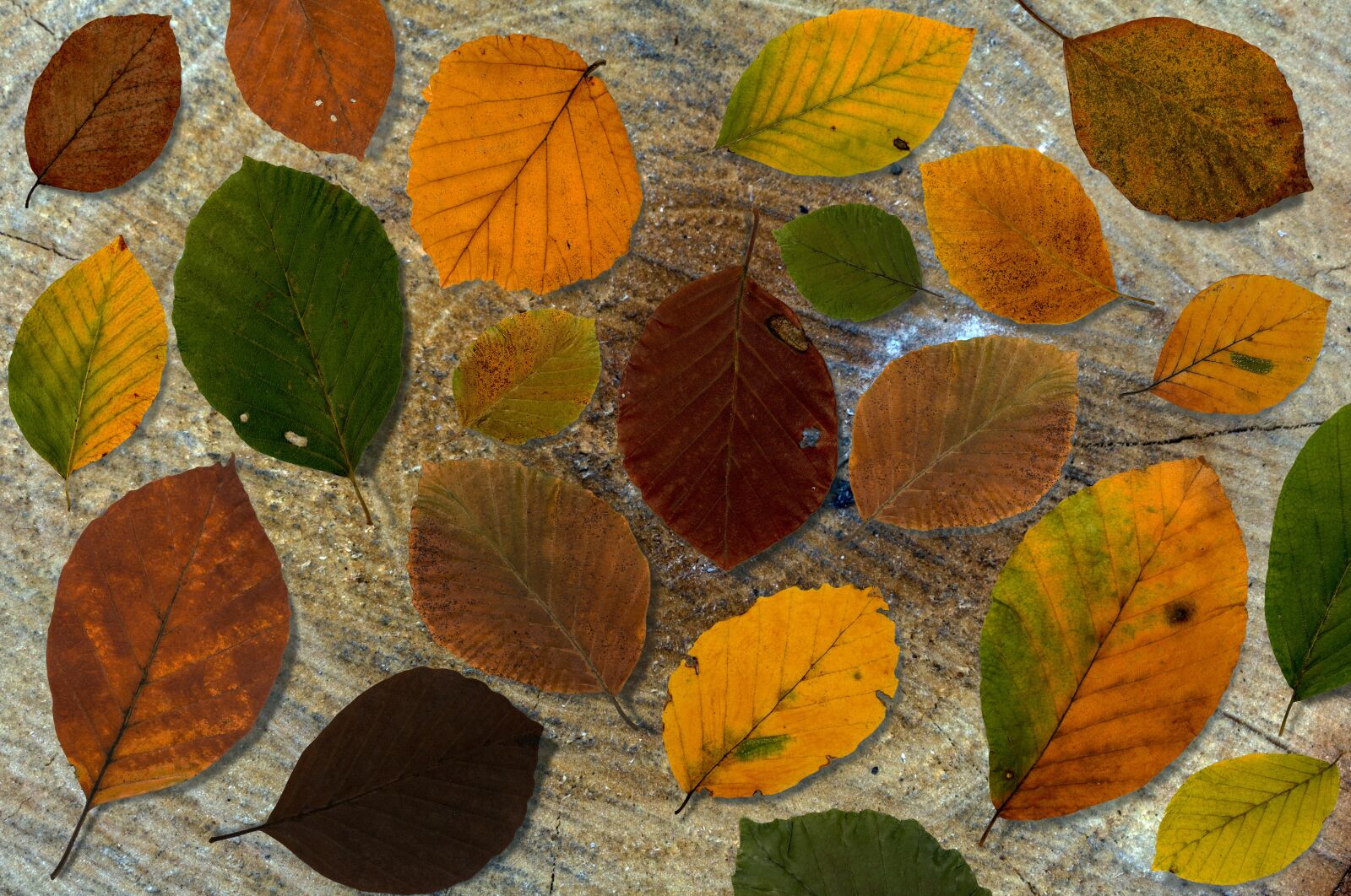 Canon EF-S 60mm F2.8 Macro USM sample photo. Leaves, beech, background book photography