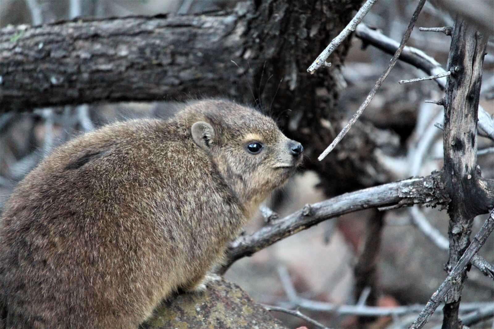 Canon EF-S 55-250mm F4-5.6 IS STM sample photo. Mammal, animal, animal world photography