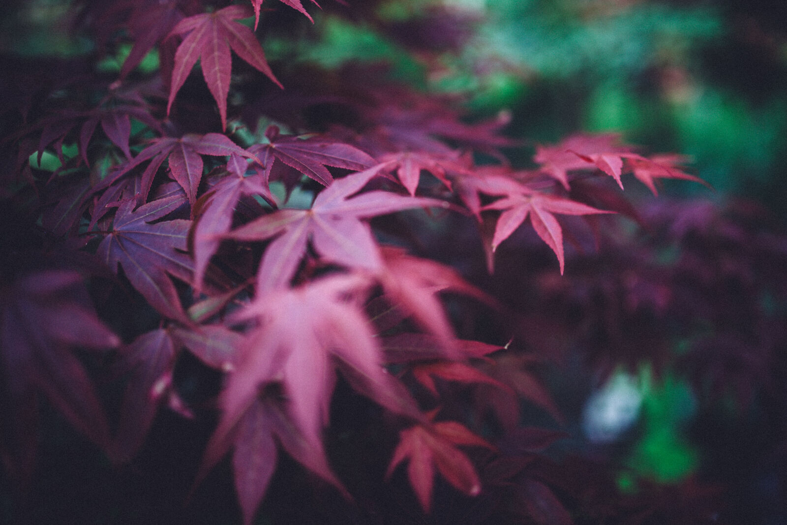 Canon EOS 6D + Sigma 35mm F1.4 DG HSM Art sample photo. Red, plant, leaf photography