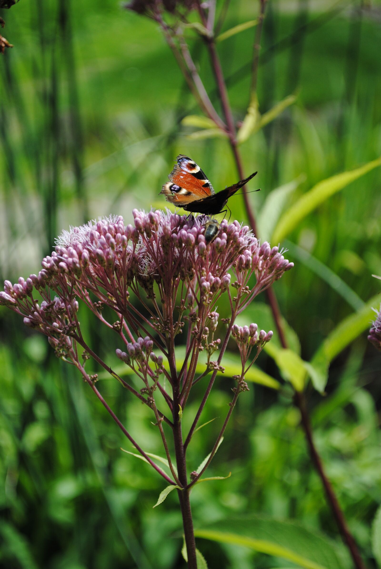 Nikon D3000 sample photo. Nature, spring, garden photography
