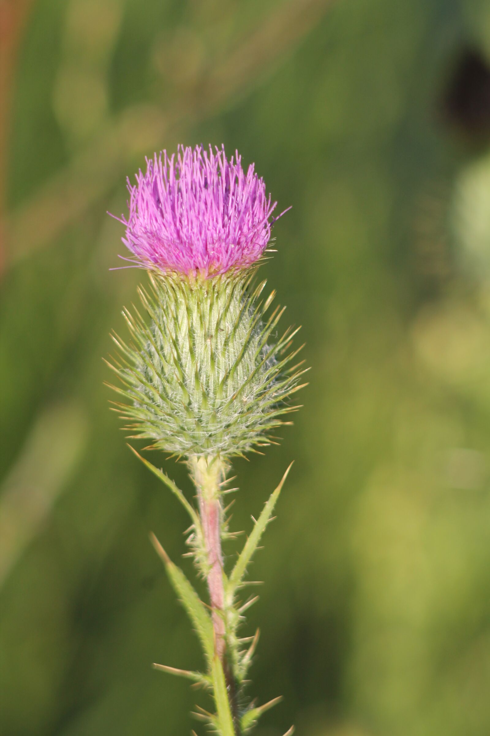 Canon EF 100-300mm F4.5-5.6 USM sample photo. Plant, thistle, nature photography