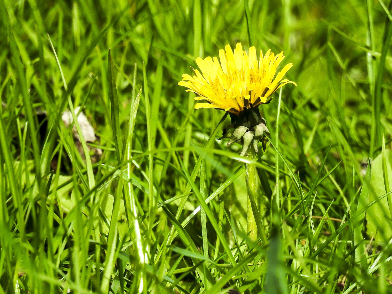 Nikon Coolpix P900 sample photo. Dandelion, flower, blossom photography