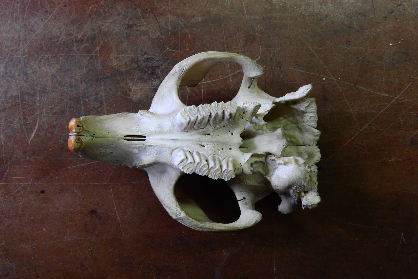 Nikon Coolpix P610 sample photo. Skull, skeleton, teeth photography