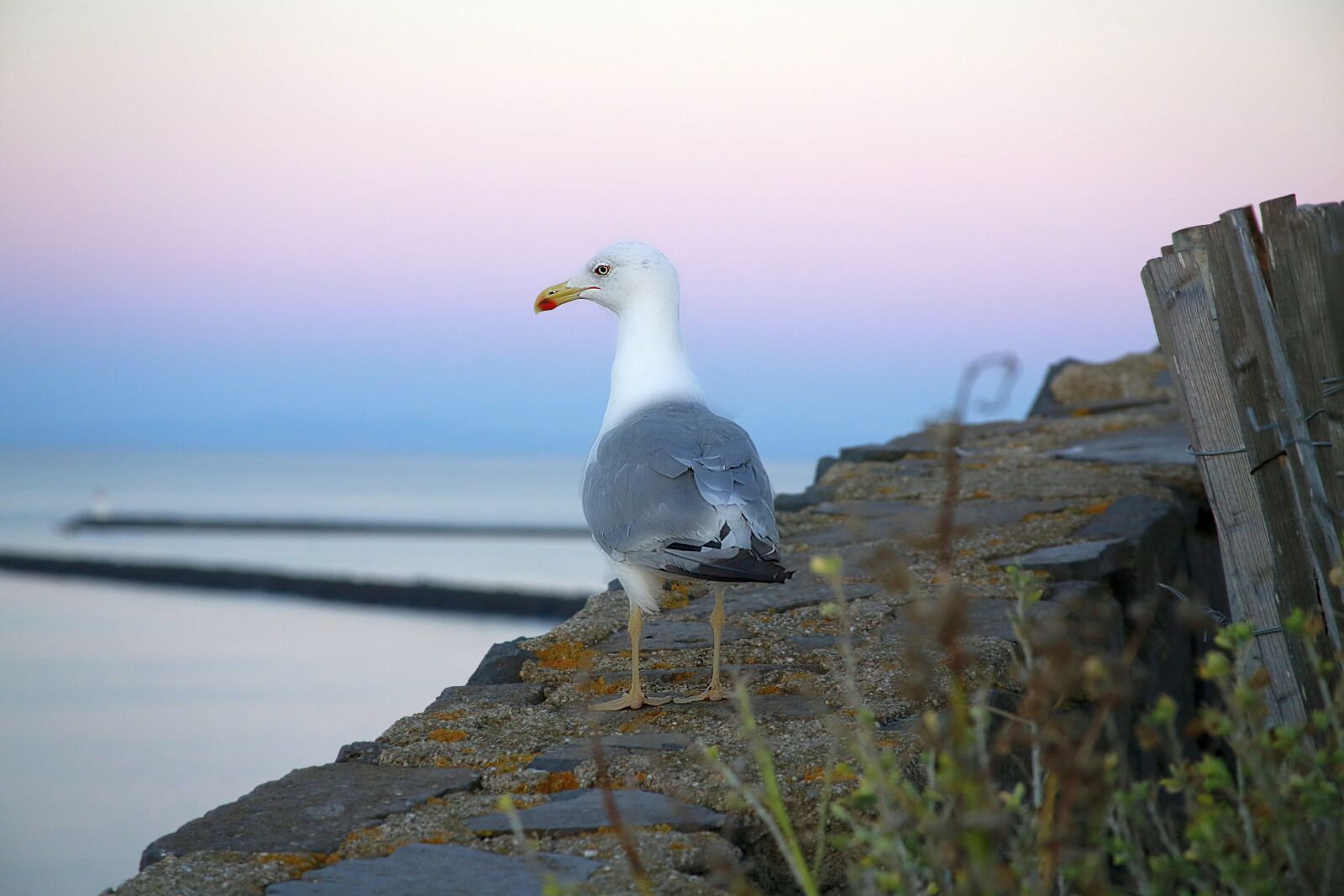 Canon EOS 5D Mark III sample photo. Seagull, bird, sea photography