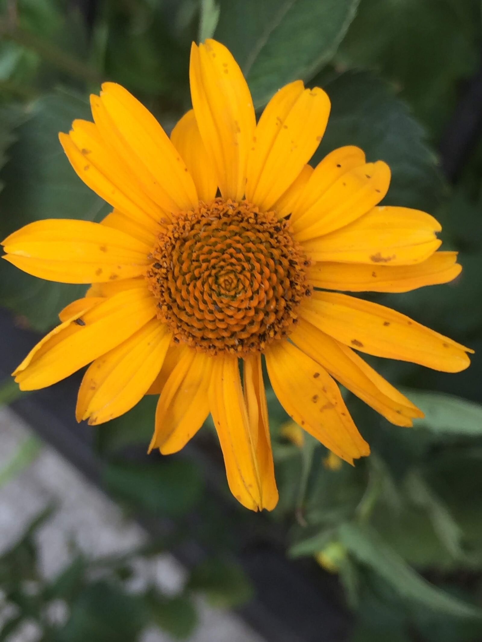 iPhone 6 Plus back camera 4.15mm f/2.2 sample photo. Flower, nature, summer photography
