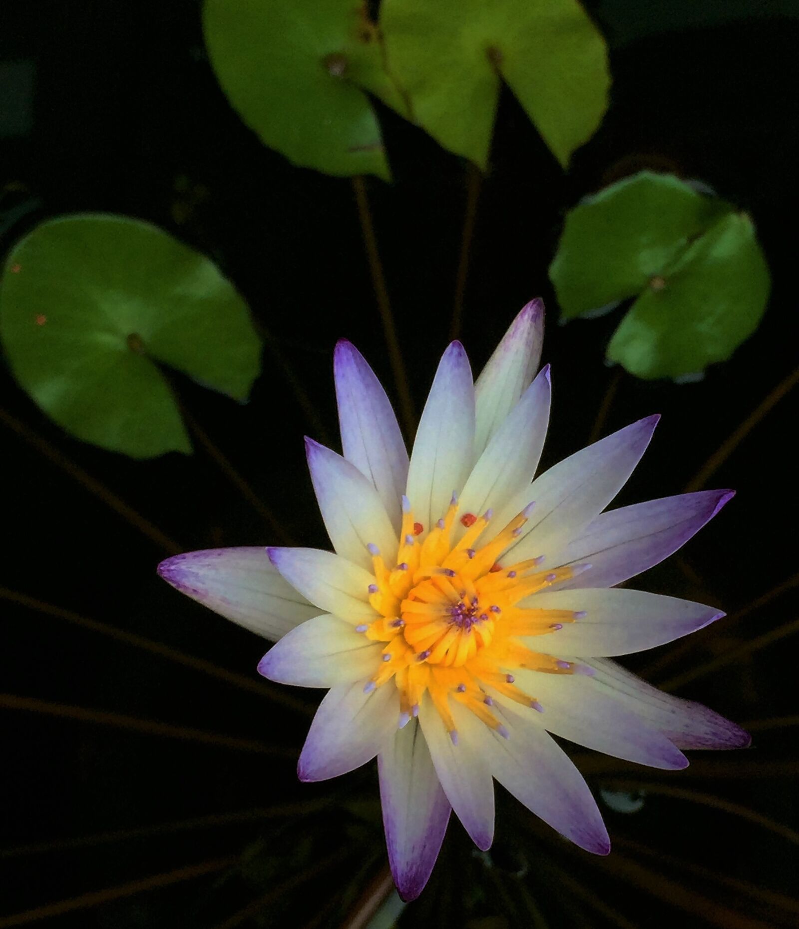 iPhone 6 Plus back camera 4.15mm f/2.2 sample photo. Nymphaea alba, flower, plant photography