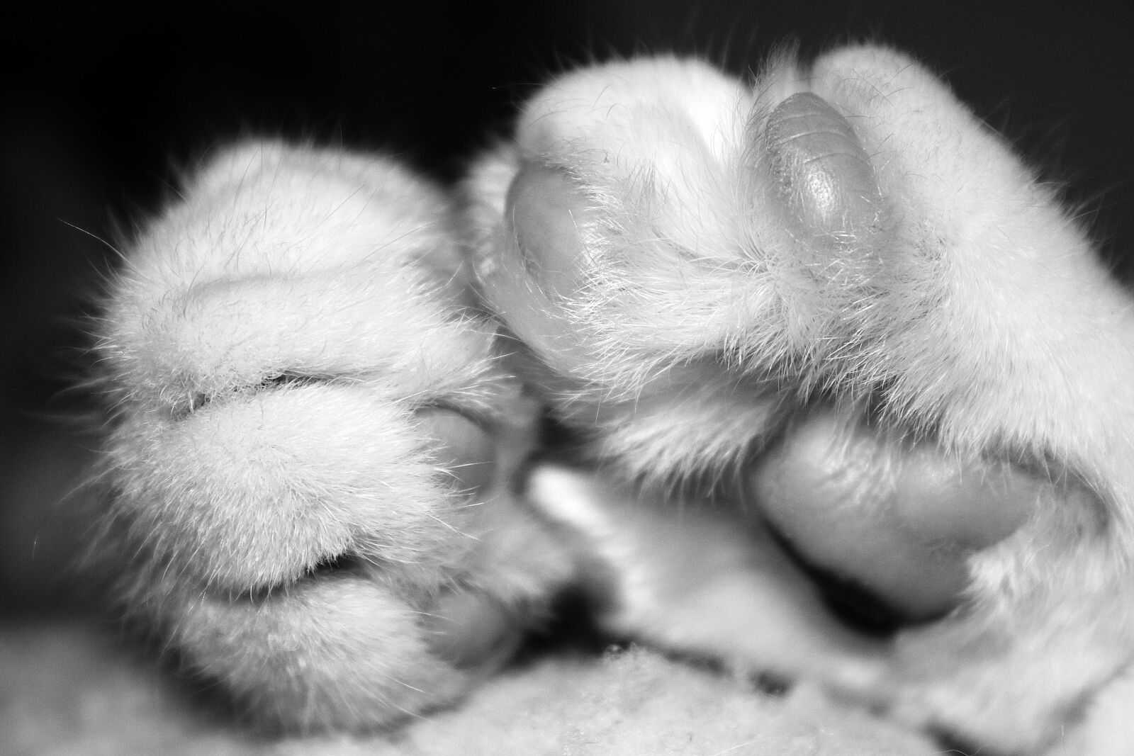 Canon EOS 70D + Canon EF-S 18-55mm F3.5-5.6 IS sample photo. Paws, cat, velvet paw photography