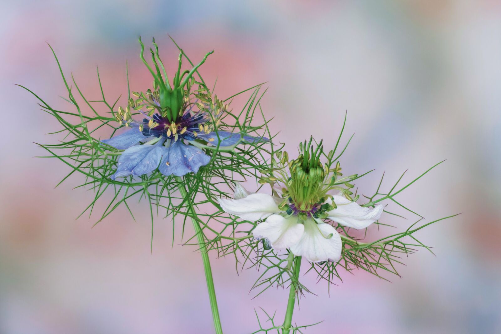 Canon EOS 40D sample photo. Flower, nigella damascena, garden photography