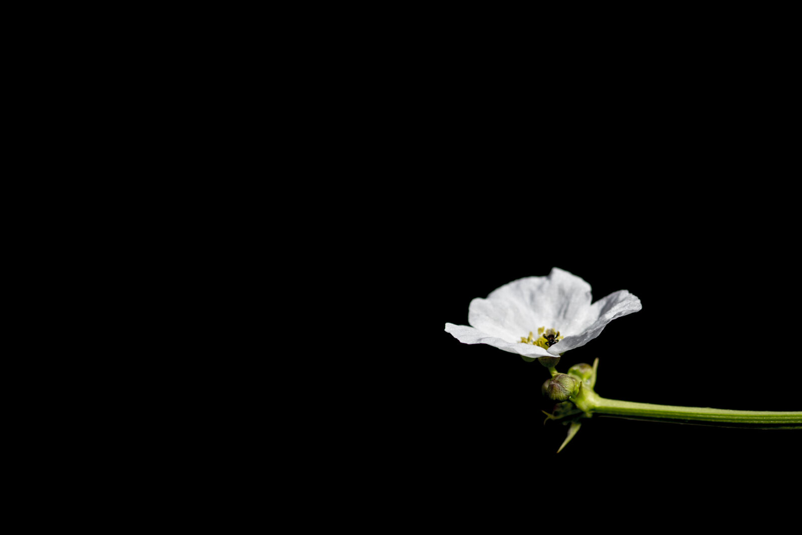Canon EF 100mm F2.8 Macro USM sample photo. Black, bug, flower, green photography