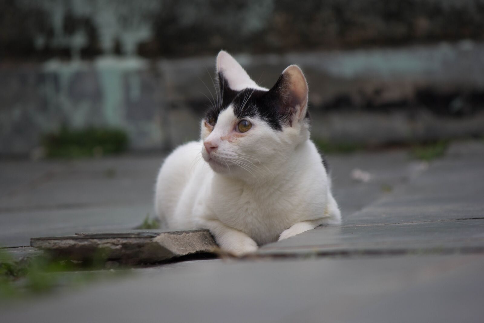 Canon EOS 60D + Canon EF-S 55-250mm F4-5.6 IS II sample photo. Cat, feline, domestic photography