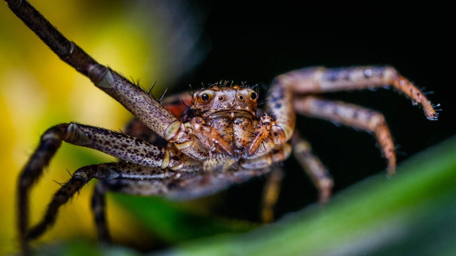 Sony a7R II sample photo. Macro, arachnids, spider photography