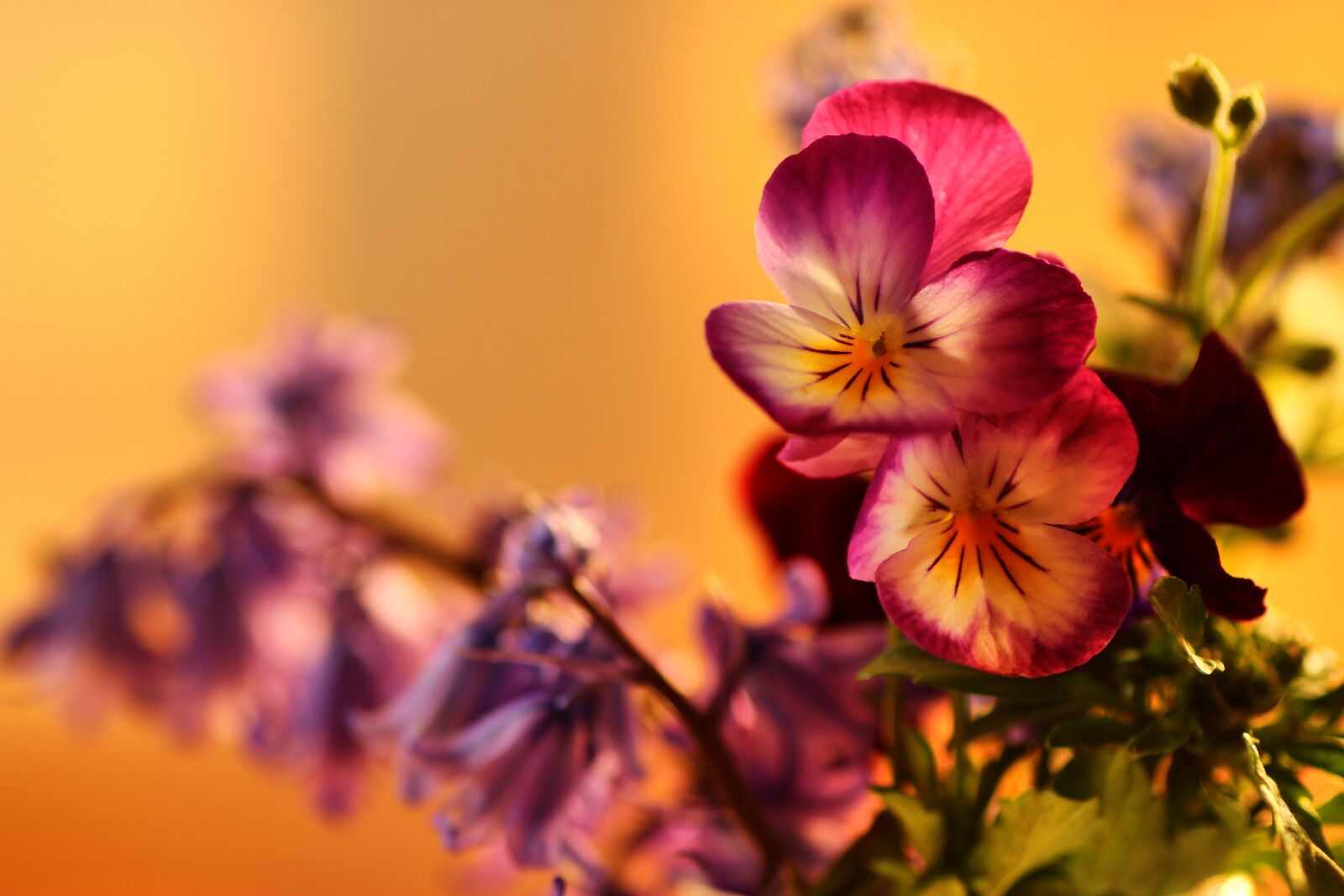 Tamron SP 90mm F2.8 Di VC USD 1:1 Macro sample photo. 400–500, flowers, violet photography