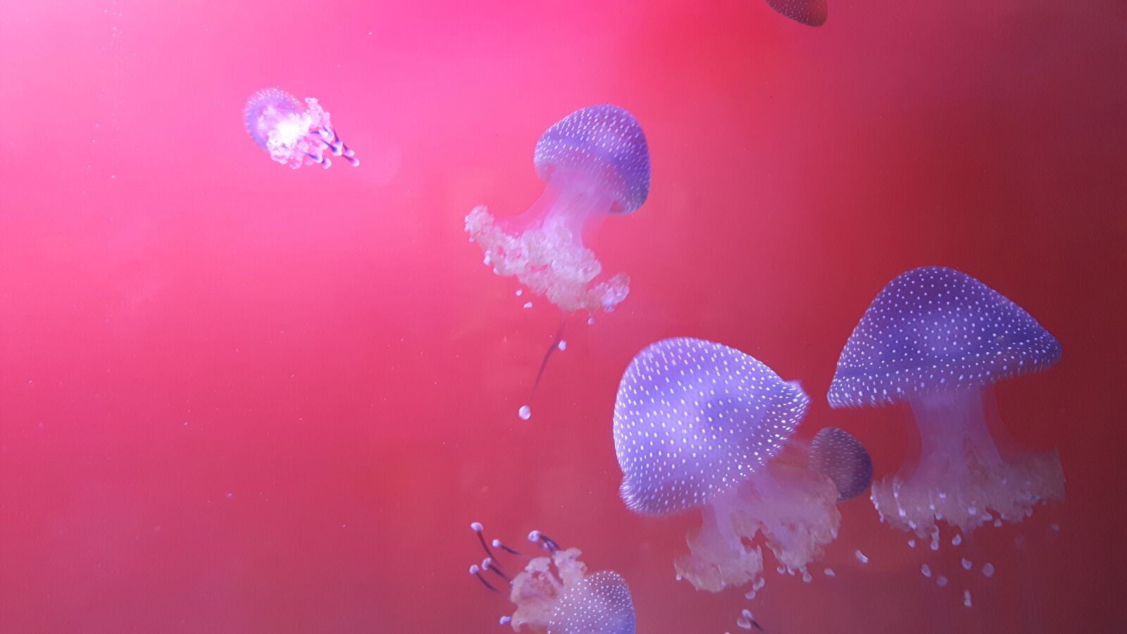 Samsung Galaxy S5 Neo sample photo. Jellyfish, nature, aquarium photography