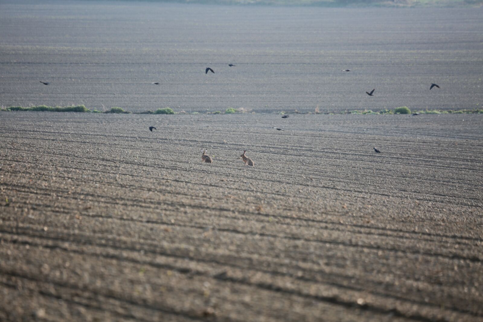 Canon EF 100-400mm F4.5-5.6L IS USM sample photo. Rabbit, field, dig photography