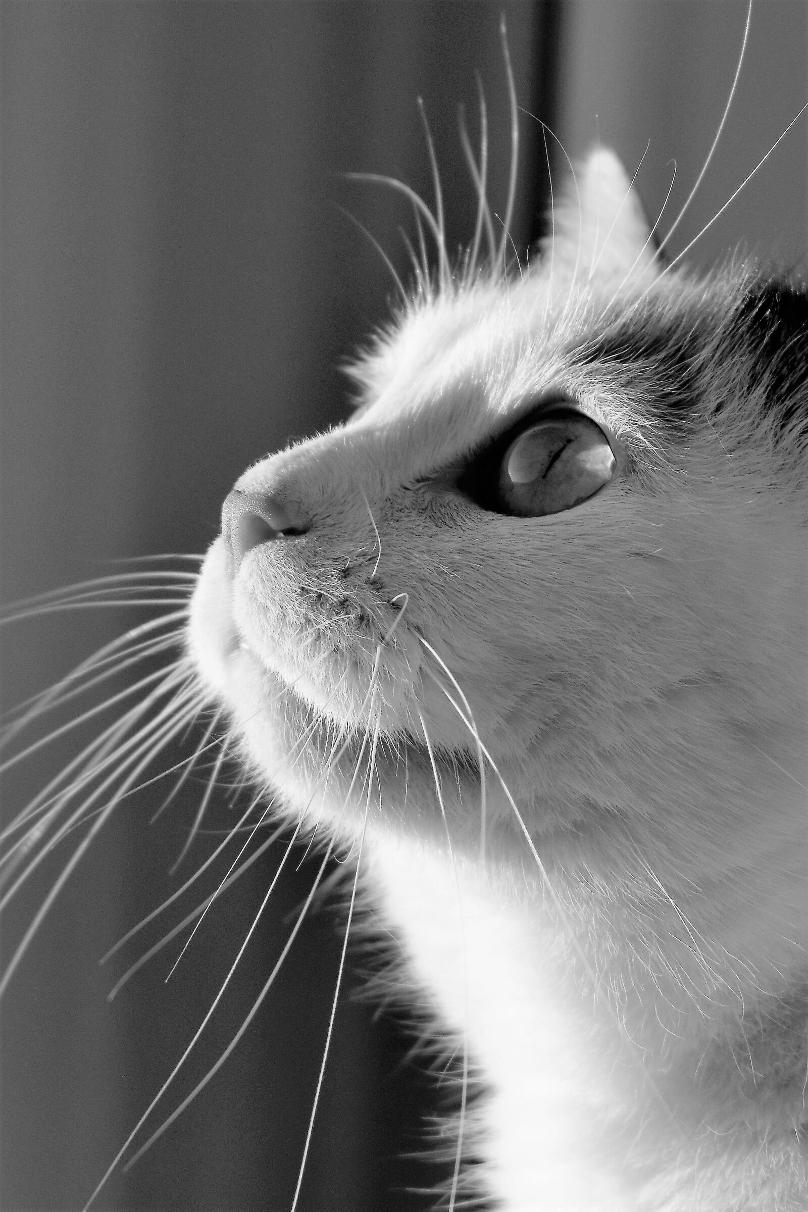 Nikon D5500 sample photo. Cat, animal, black and photography