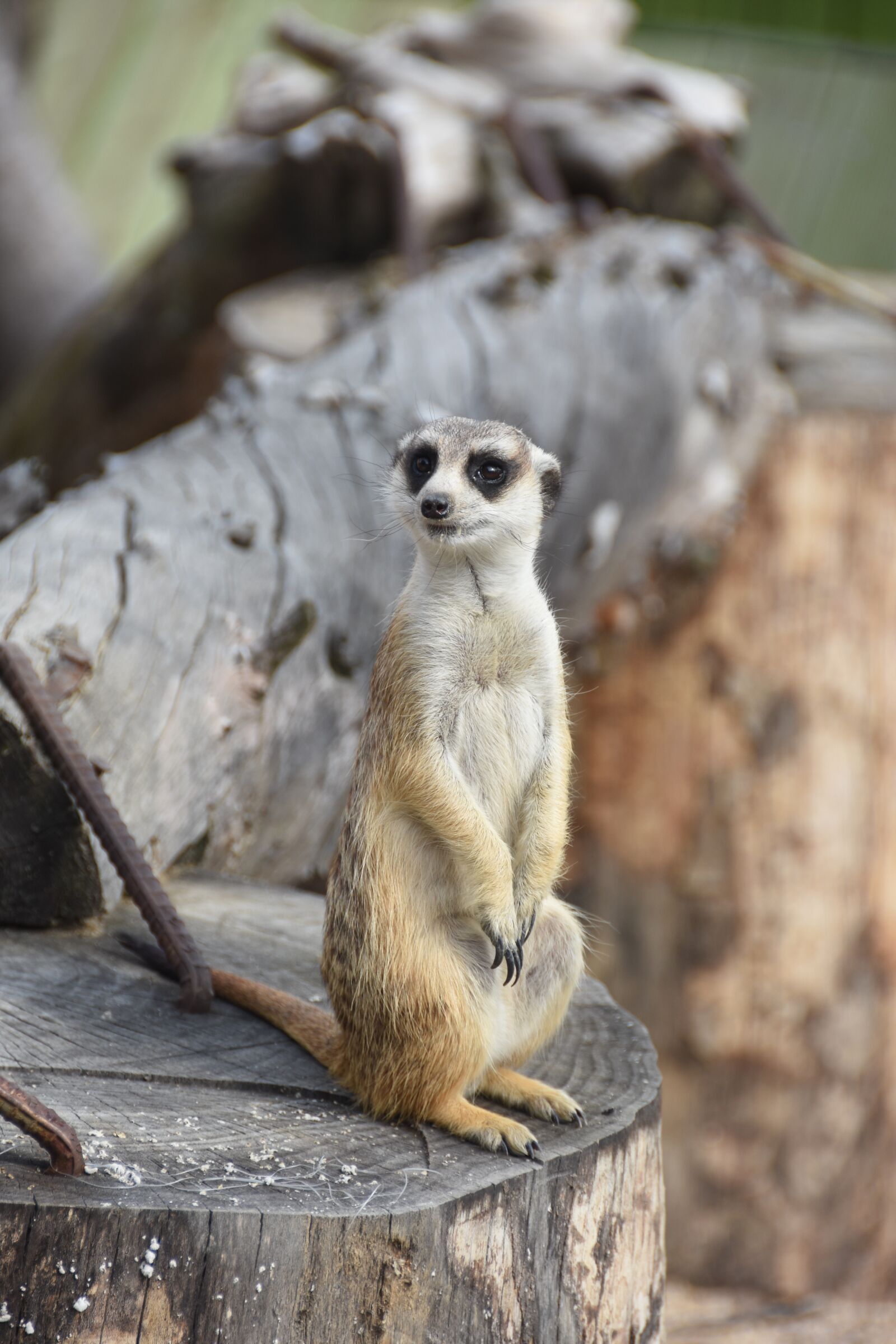 Nikon D7200 sample photo. Animal, the spectator, u photography