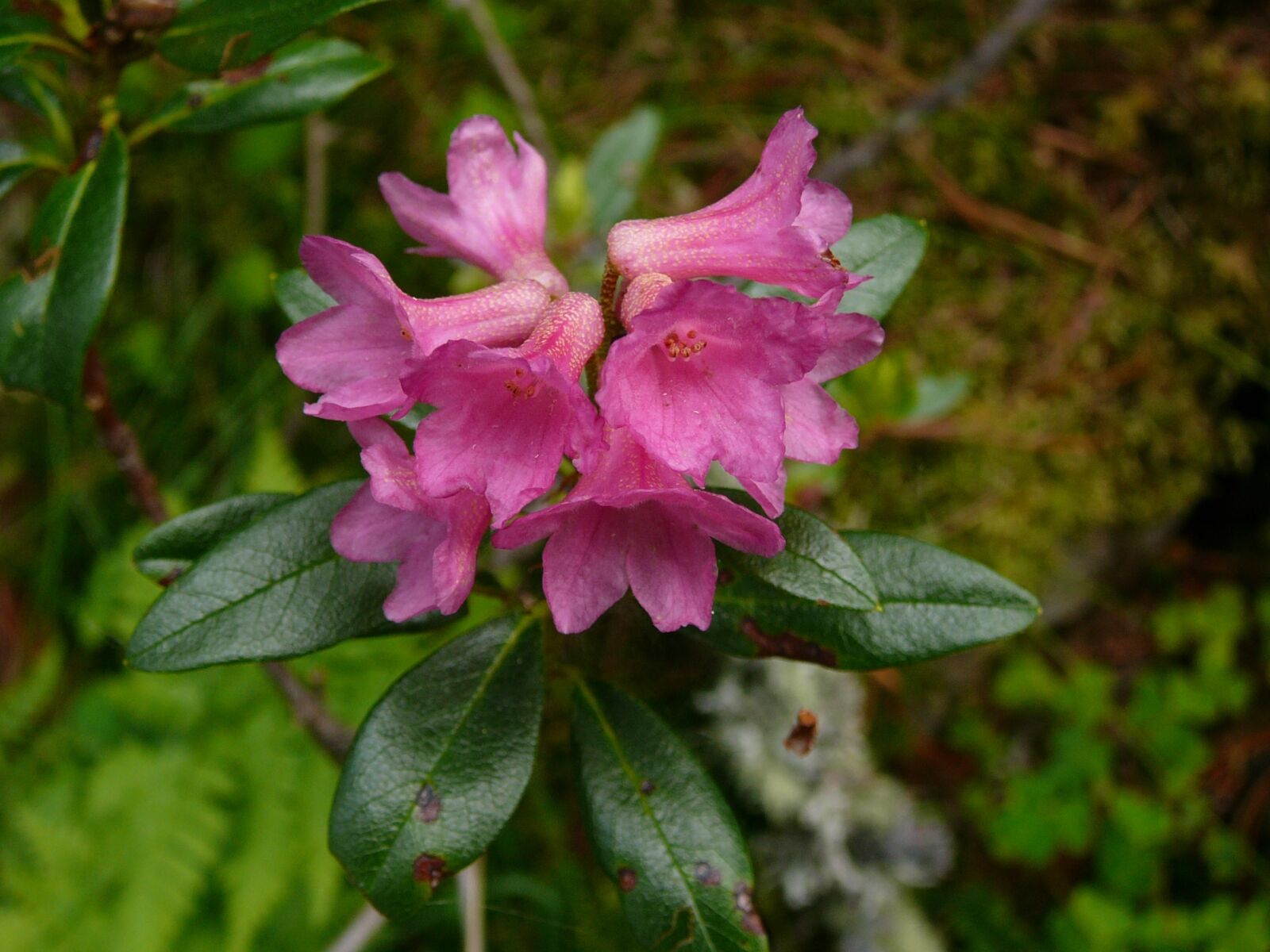 Panasonic DMC-TZ1 sample photo. Rhododendron, flower, alps photography