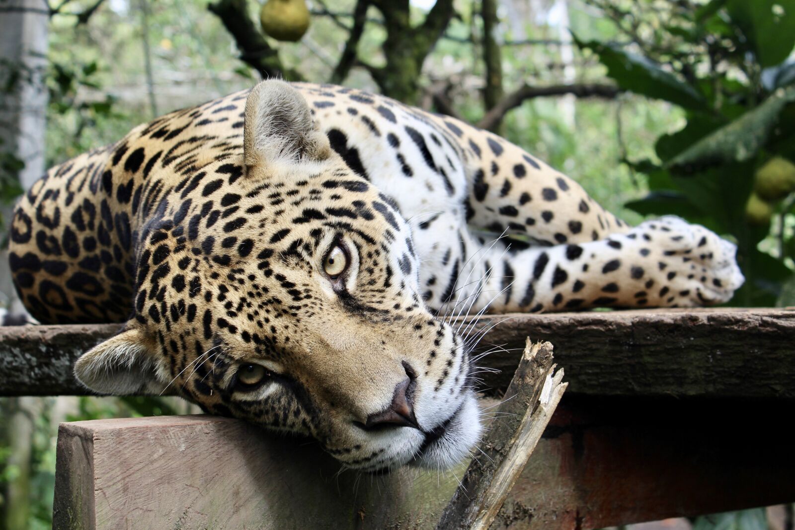 Canon EOS 1200D (EOS Rebel T5 / EOS Kiss X70 / EOS Hi) sample photo. Jaguar, feline, animal photography