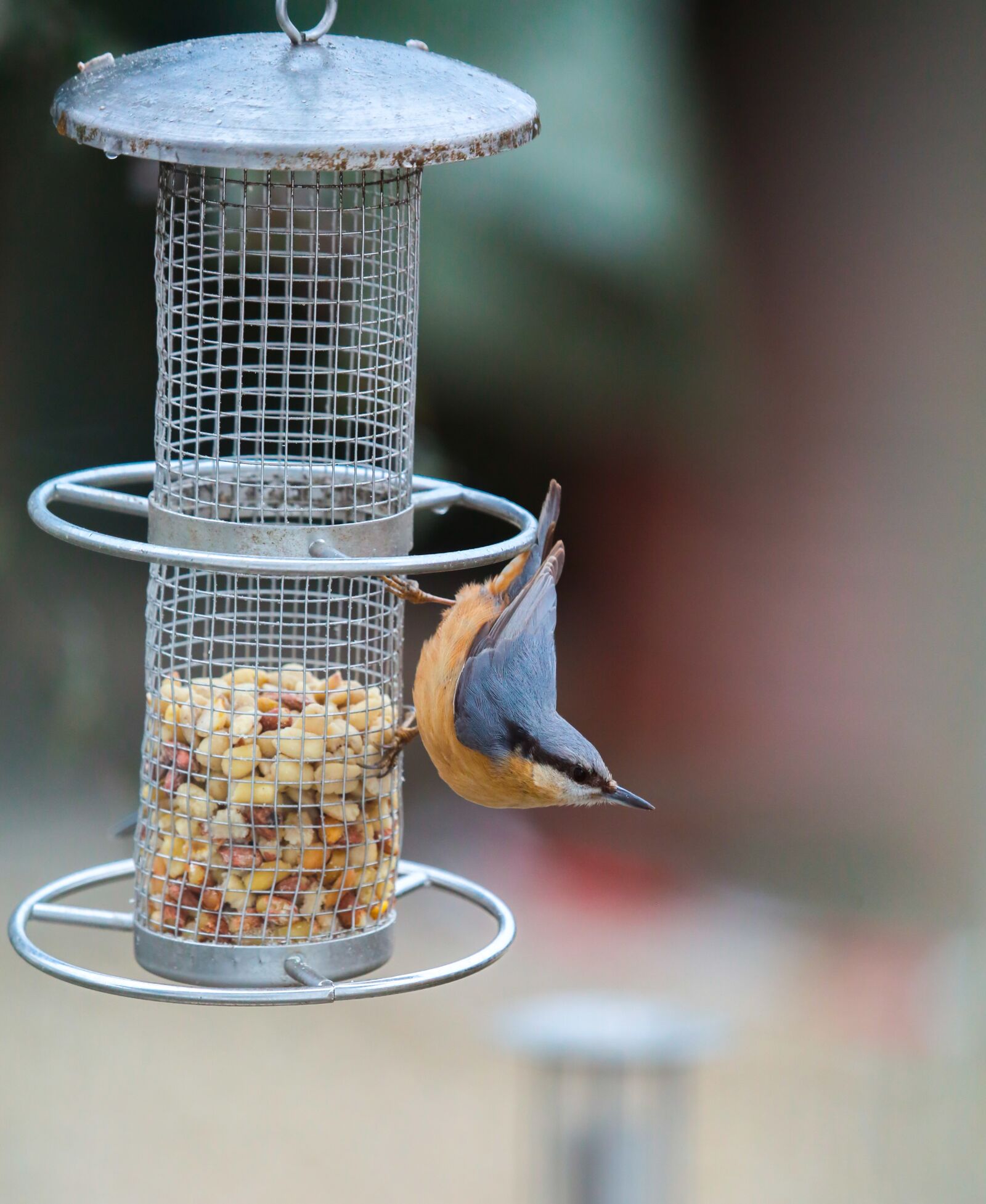 Canon EF 100-400mm F4.5-5.6L IS USM sample photo. Kleiber, bird, bird watching photography