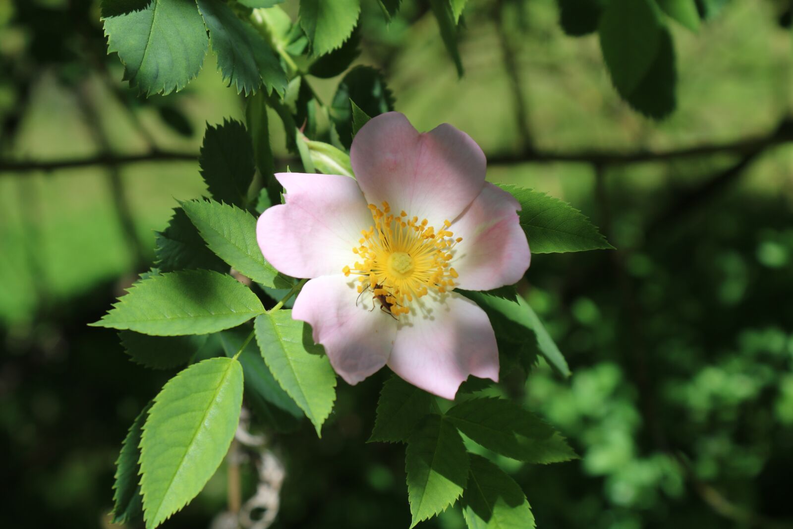 Canon EOS 750D (EOS Rebel T6i / EOS Kiss X8i) + Canon EF-S 18-55mm F3.5-5.6 III sample photo. Dog rose, closeup, pink photography