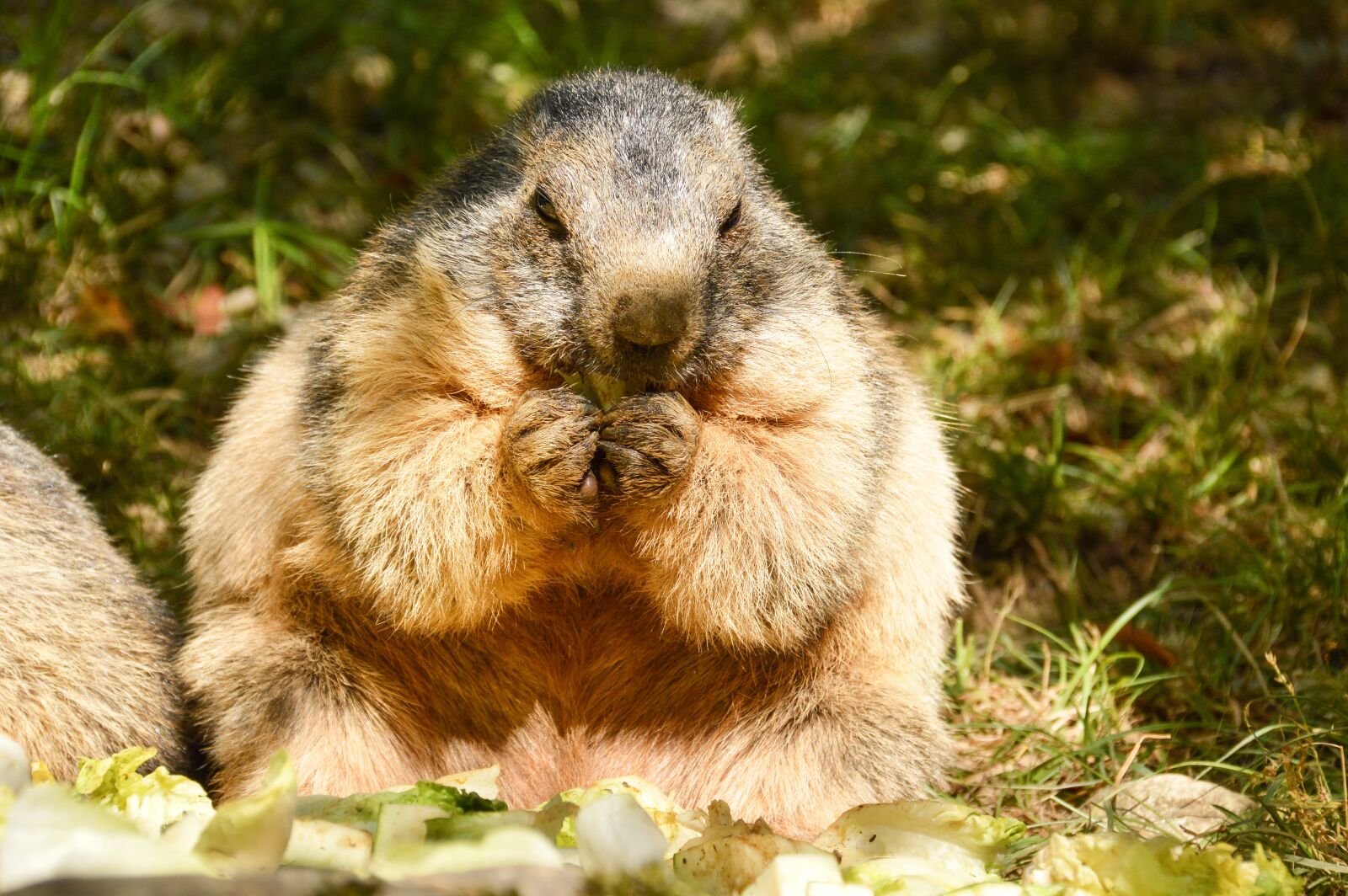 Nikon D3200 sample photo. Marmot, animal, mammal photography