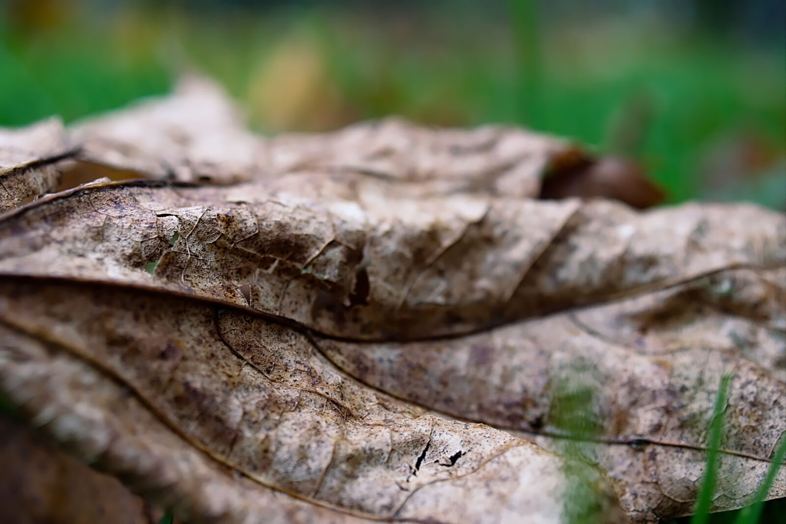 Sony DT 30mm F2.8 Macro SAM sample photo. Autumn, autumn, leaf, brown photography