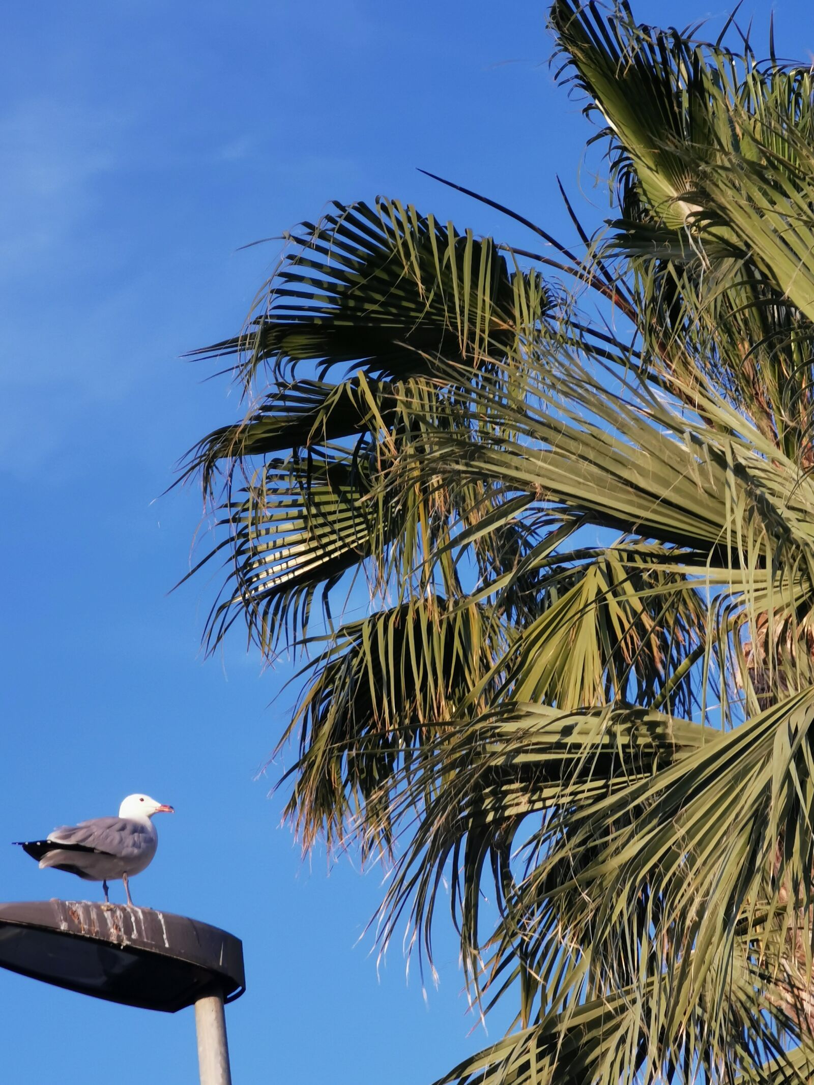 HUAWEI P30 Pro sample photo. Palm tree, ave, sky photography