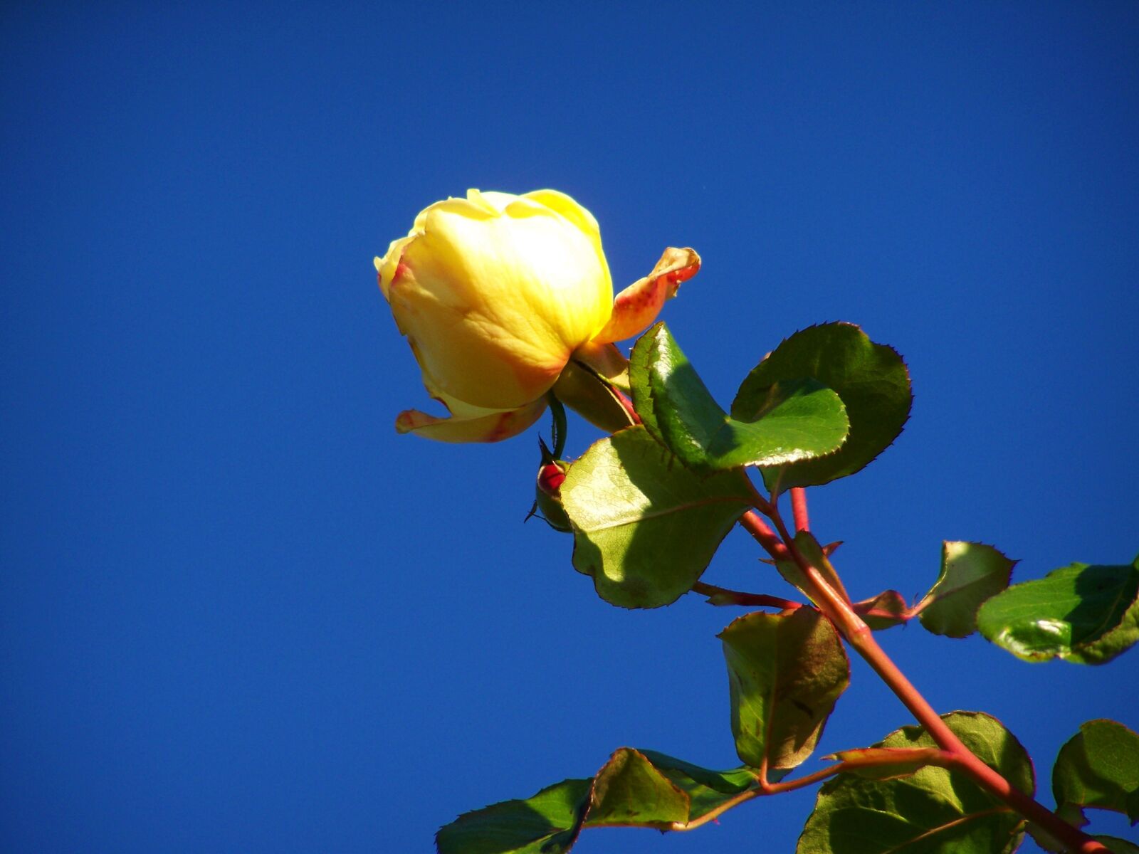 Kodak EASYSHARE ZD710 ZOOM DIGITAL CAMERA sample photo. Rose, yellow roses, blue photography