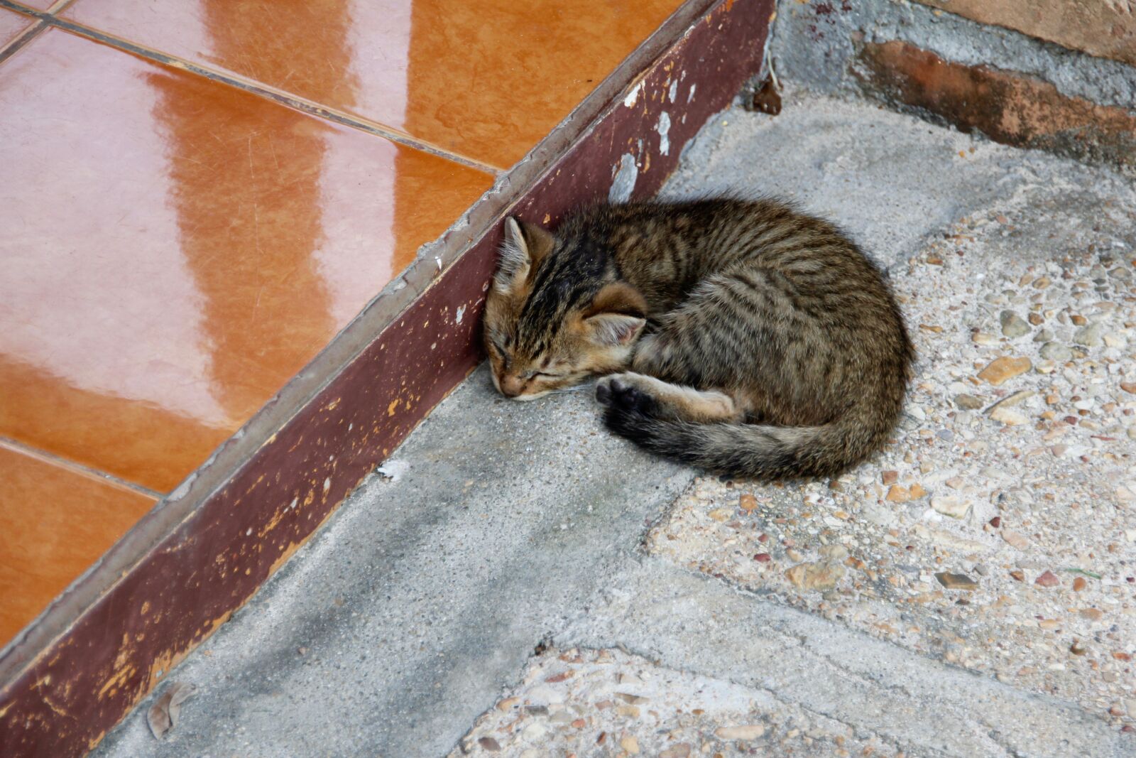 Canon EOS 60D sample photo. Cat, kitten, cat baby photography