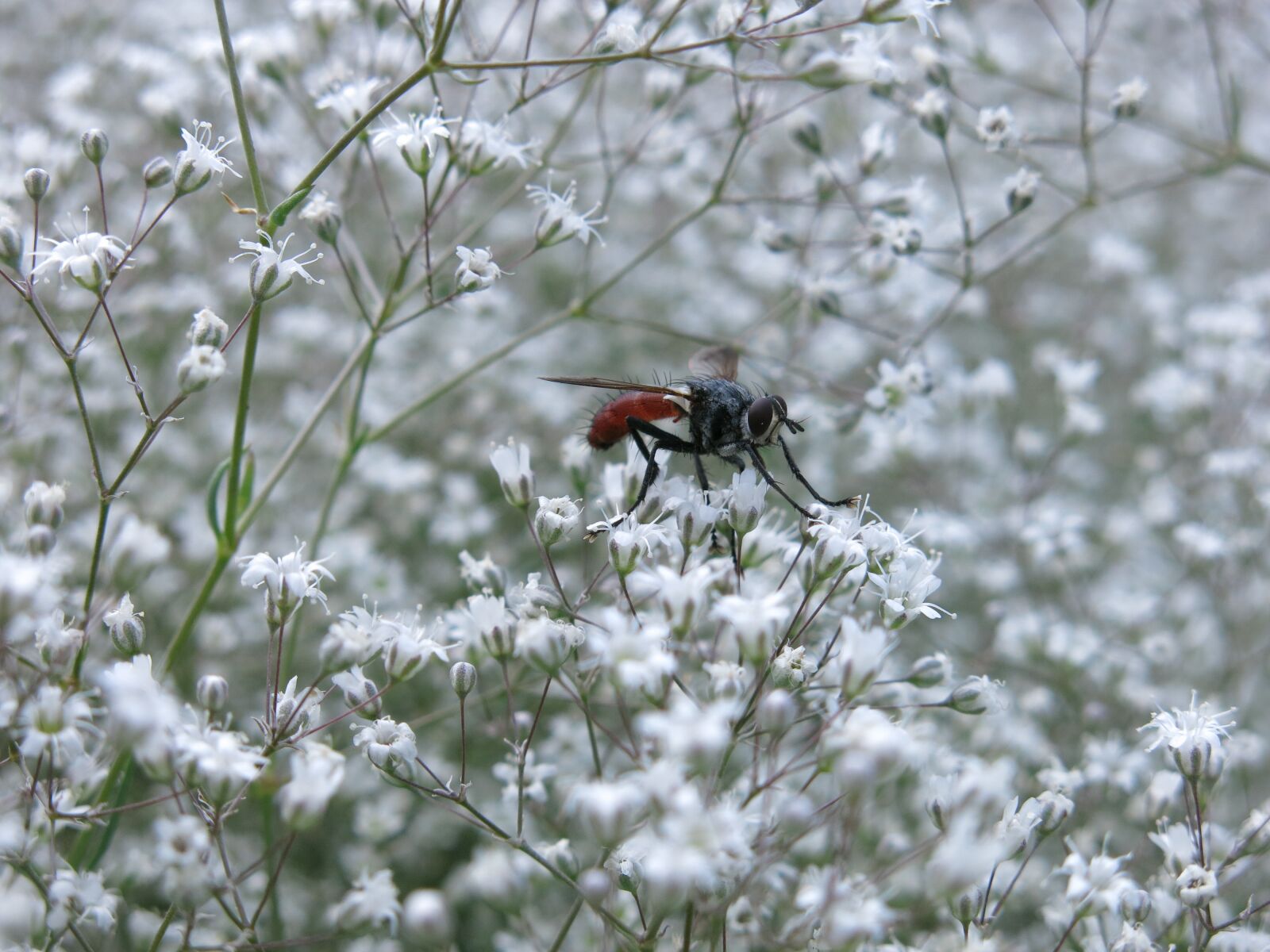 Canon PowerShot G15 sample photo. Predator fly, fly, cylindroma photography