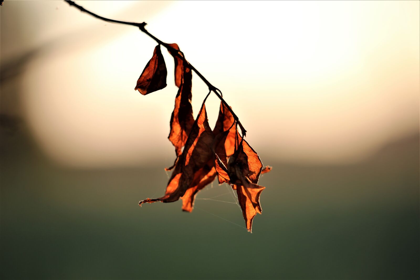 Canon EF 70-300 F4-5.6 IS II USM sample photo. Dried leaves, evening, nature photography