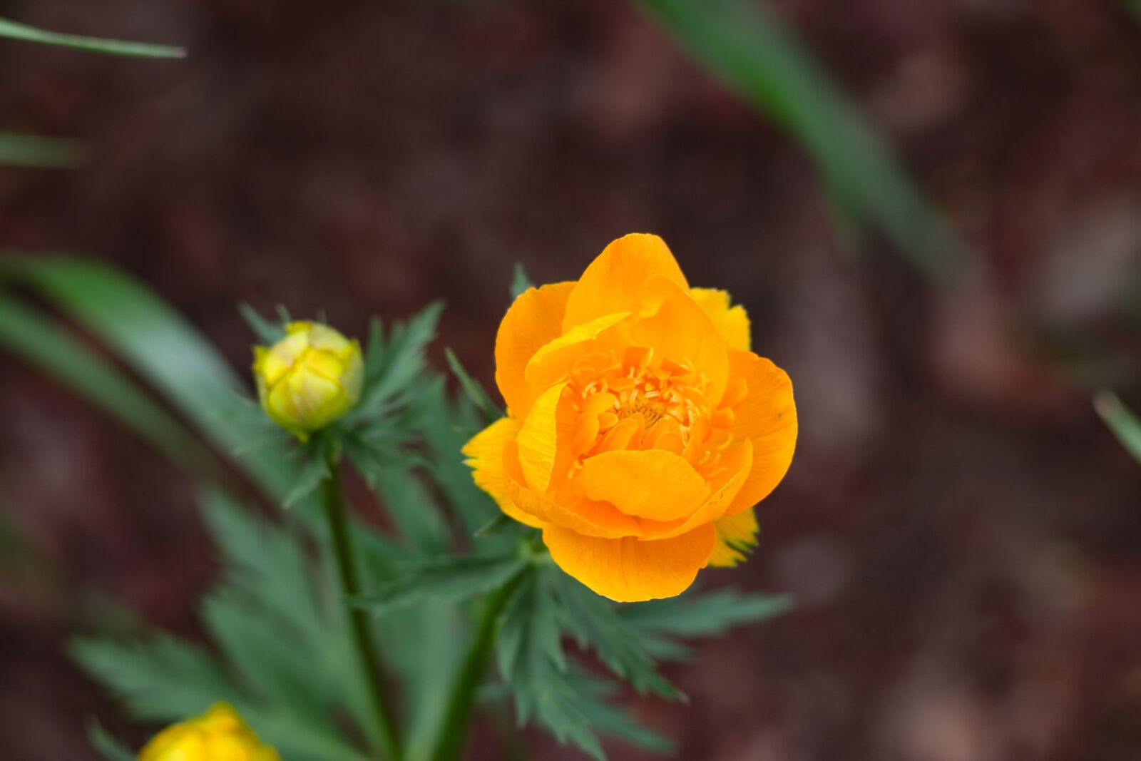 Canon EOS 77D (EOS 9000D / EOS 770D) sample photo. Flowers, bouquet, beautiful photography