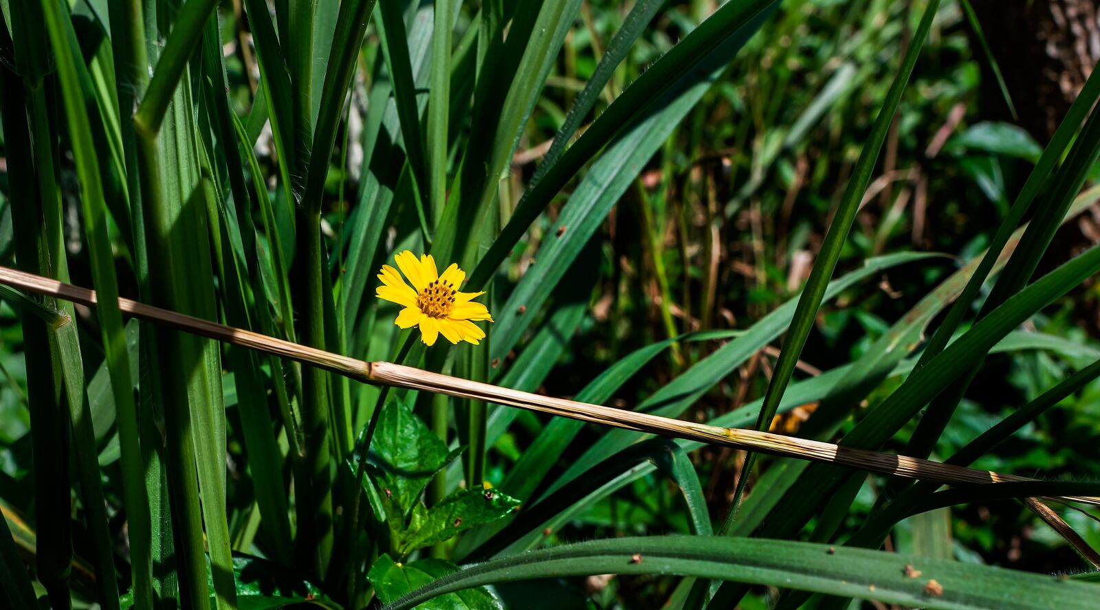 Nikon D3200 sample photo. Sphagneticola trilobata, flower, yellow photography