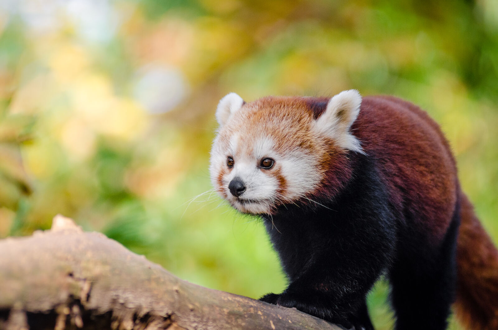 AF Zoom-Nikkor 80-200mm f/2.8 ED sample photo