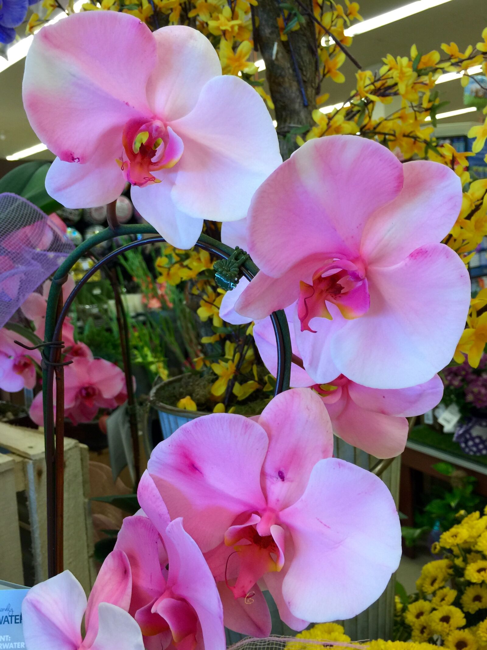 iPhone 6 Plus back camera 4.15mm f/2.2 sample photo. Bloom, blossom, close, colored photography