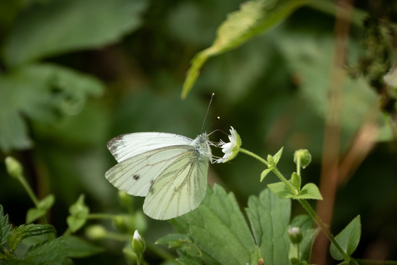 Canon EOS 7D Mark II + Canon EF 70-300mm F4-5.6L IS USM sample photo. Butterfly, white ling, wing photography