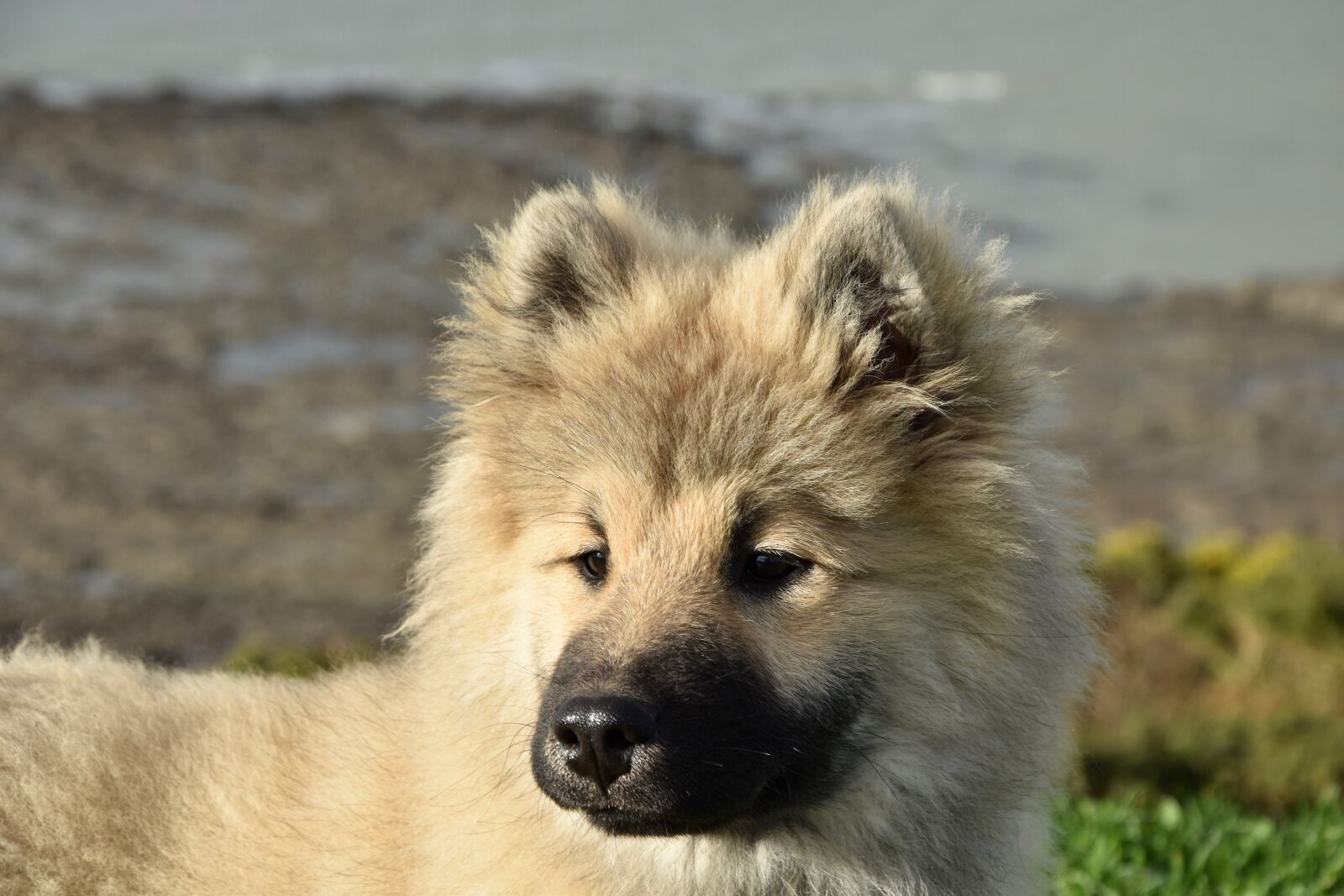 Nikon D5600 sample photo. Dog, pup, puppy photography
