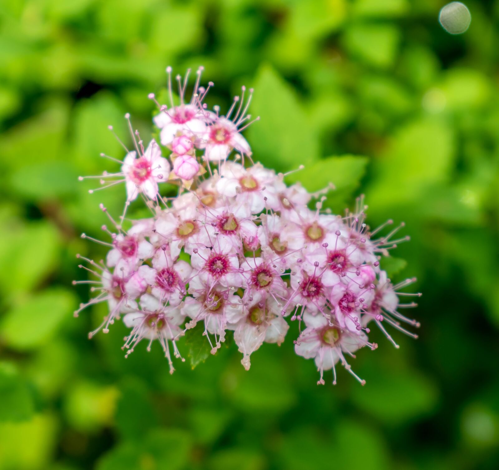 Nikon D5300 sample photo. Flower, white, blossom photography