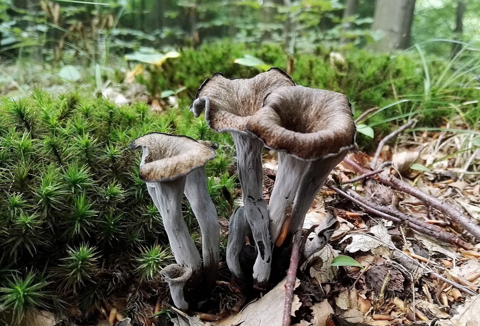 HUAWEI P8 sample photo. Mushrooms, mushroom, forest photography