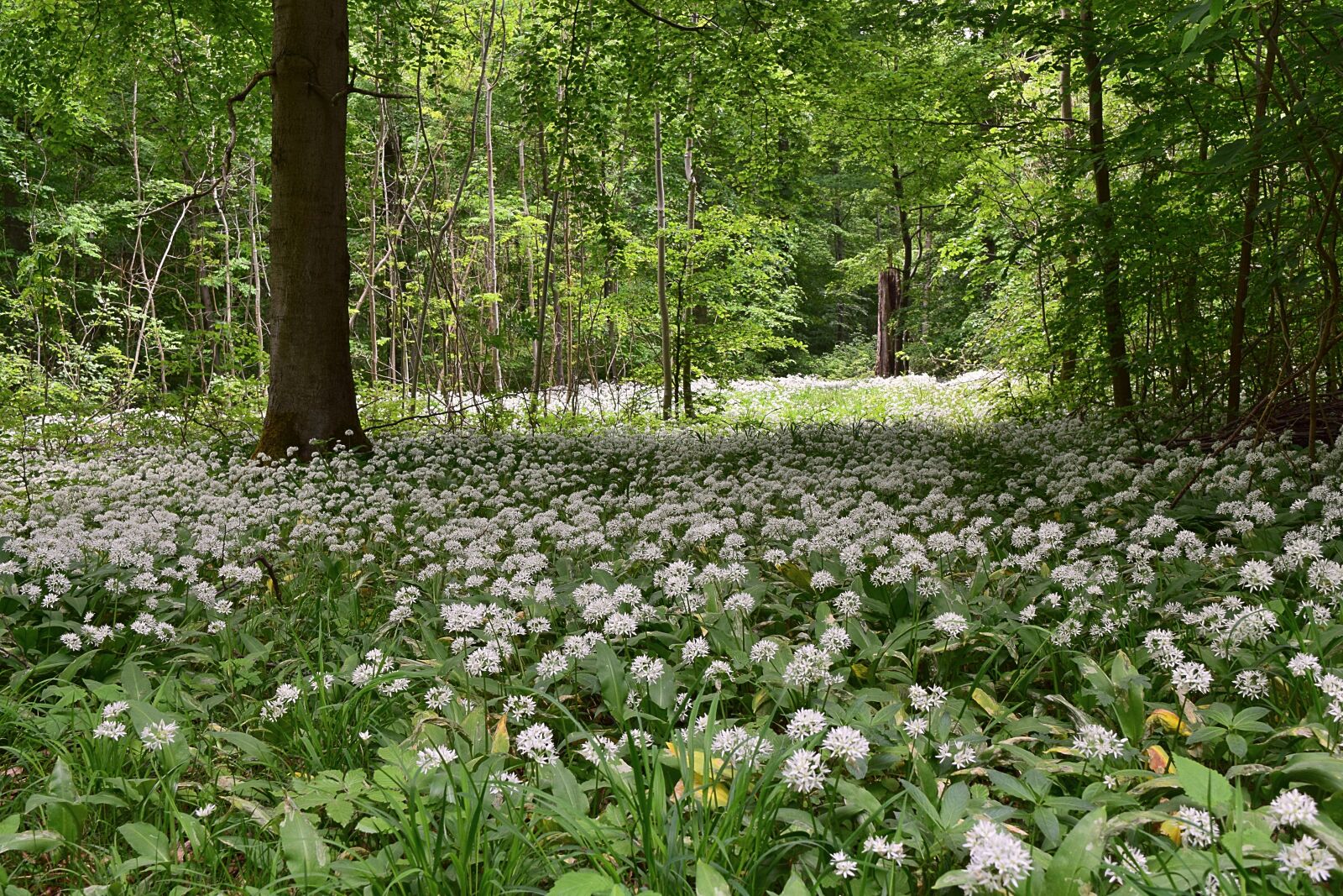Nikon D3300 sample photo. Bear's garlic, forest, spring photography