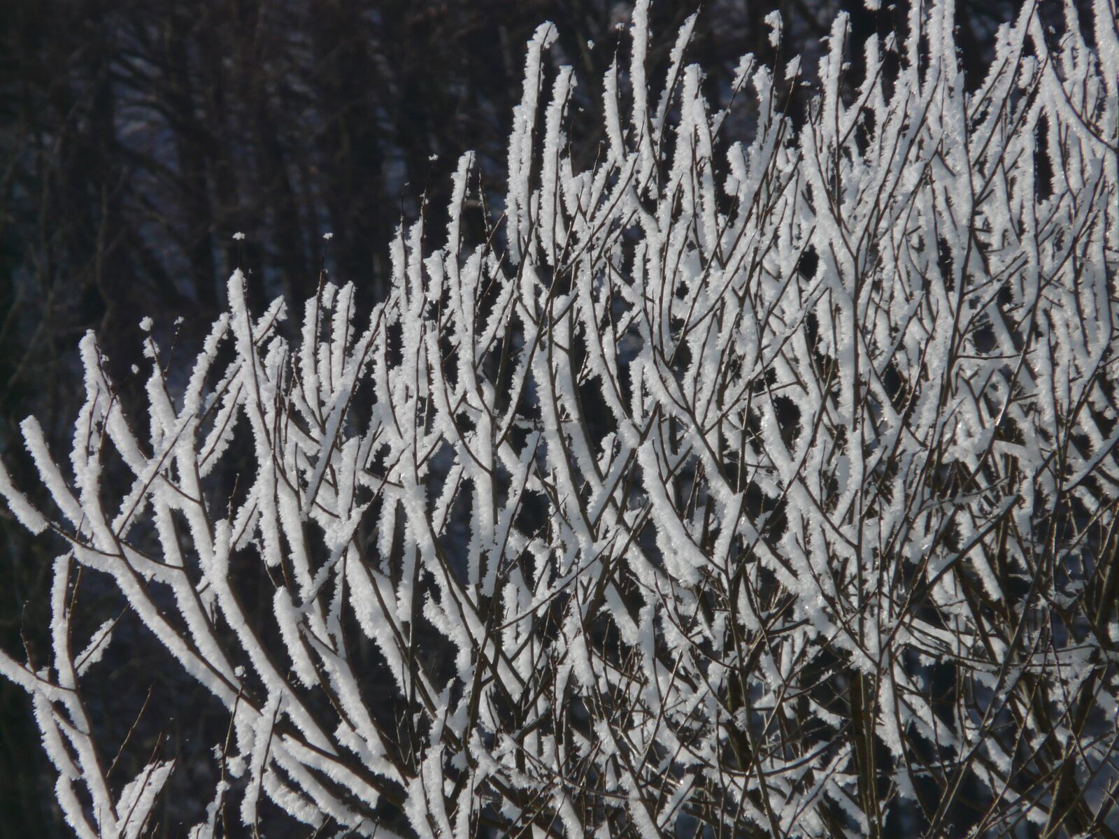Panasonic DMC-FZ18 sample photo. Tree, hoarfrost, snow photography