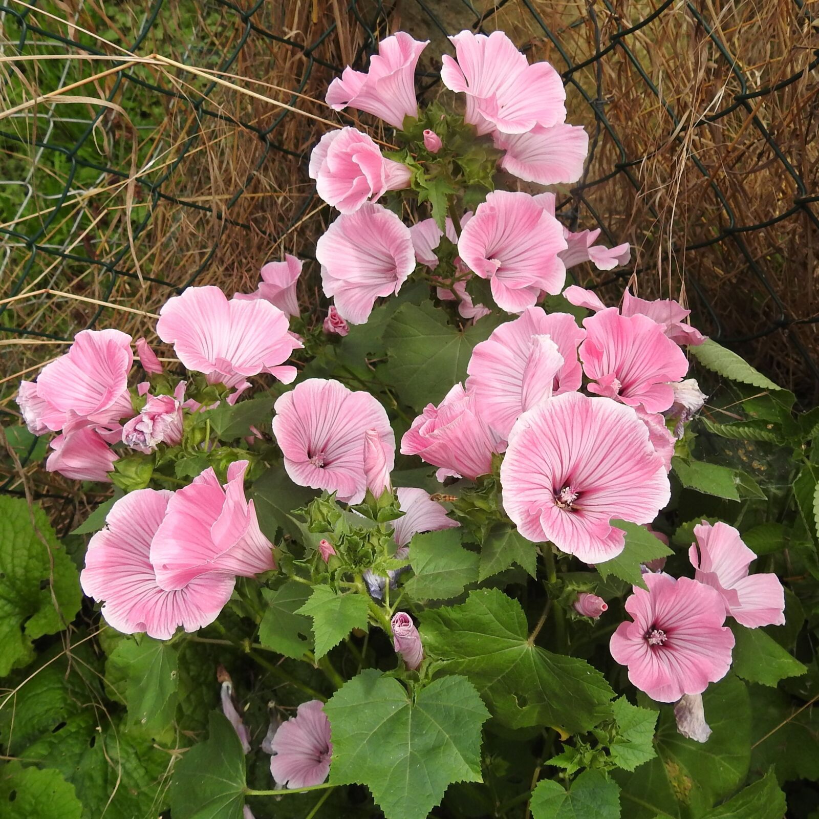 Nikon Coolpix P900 sample photo. Mallow, bush, pink photography