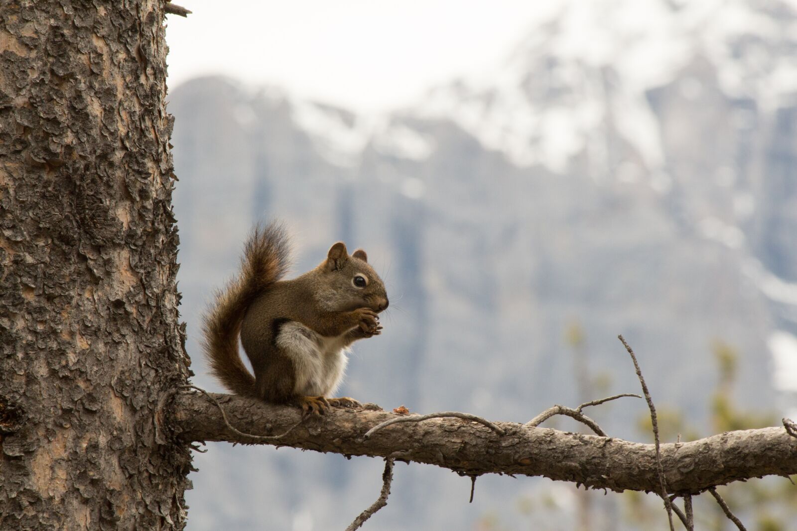 Canon EOS 650D (EOS Rebel T4i / EOS Kiss X6i) + Canon EF-S 55-250mm F4-5.6 IS II sample photo. Squirrel, mountains, nature photography