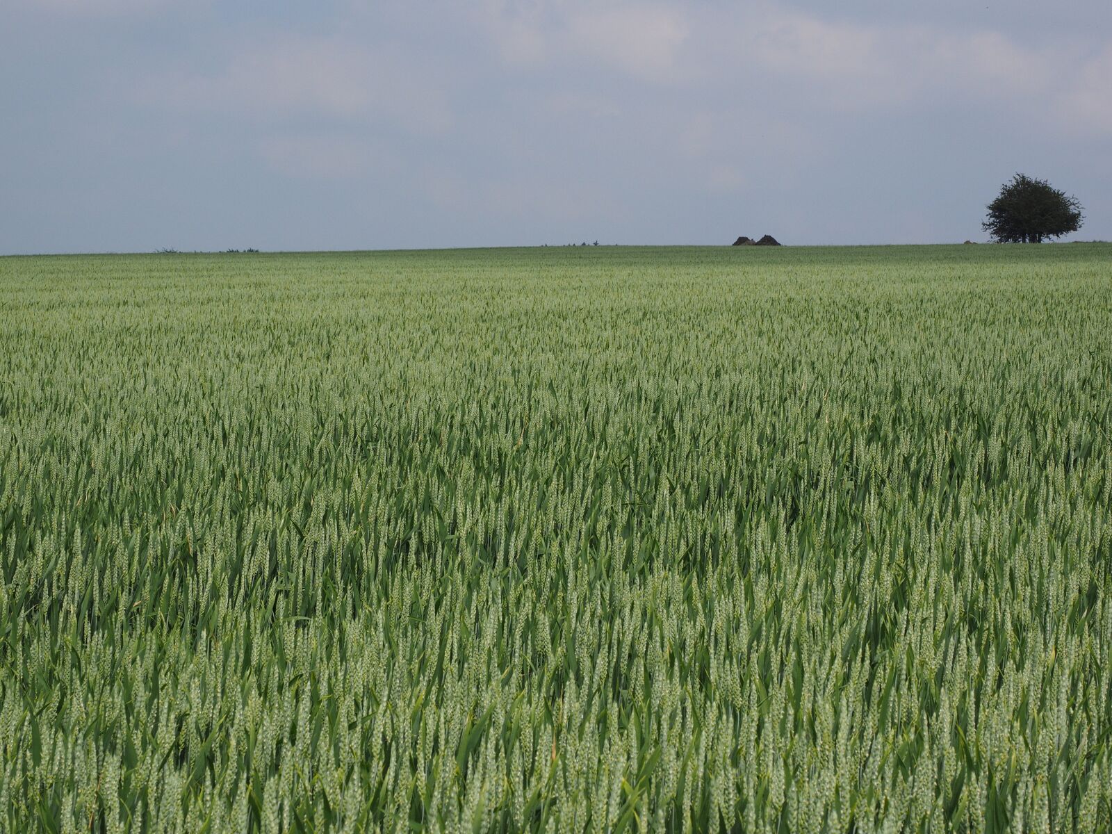 Olympus OM-D E-M1 + Olympus M.Zuiko Digital ED 12-40mm F2.8 Pro sample photo. Wheat field, wheat, wheat photography