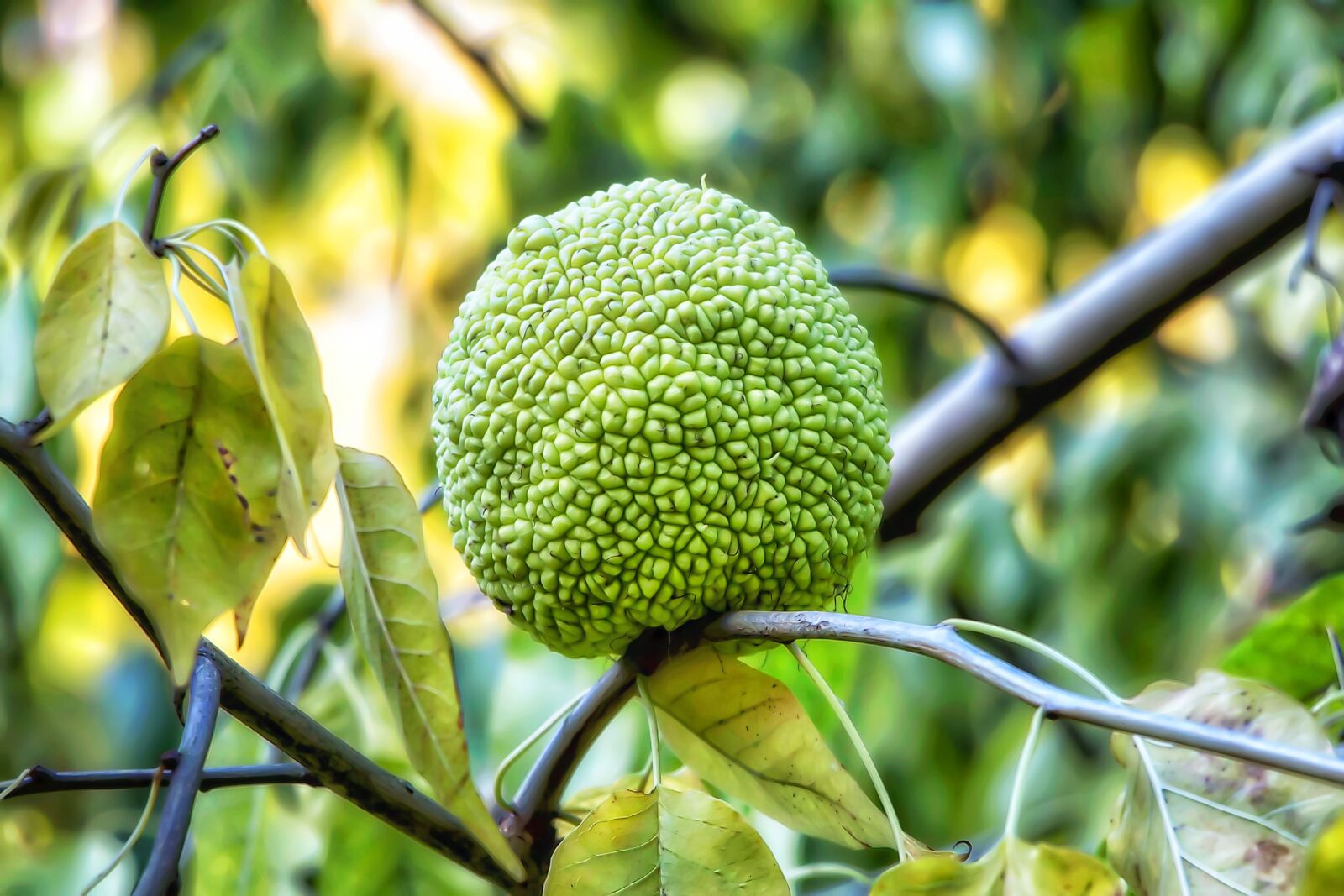 Canon EOS 70D sample photo. Tree, fruit, plant photography