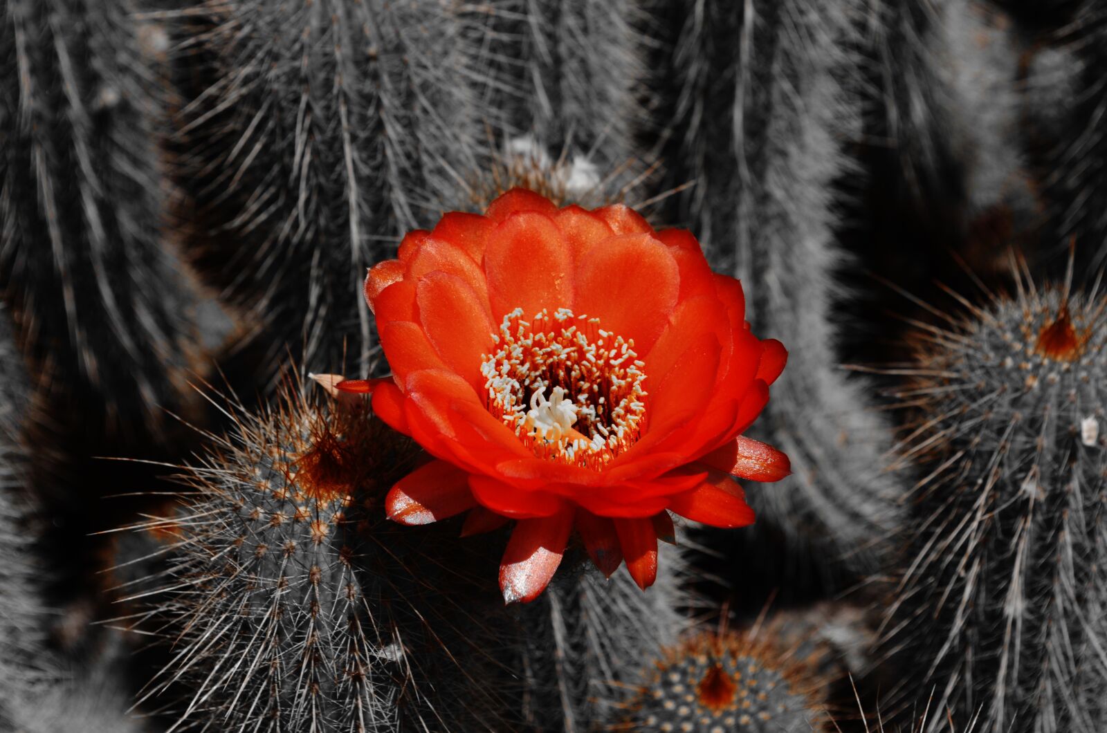 Nikon D5100 sample photo. Flower, nature, summer photography