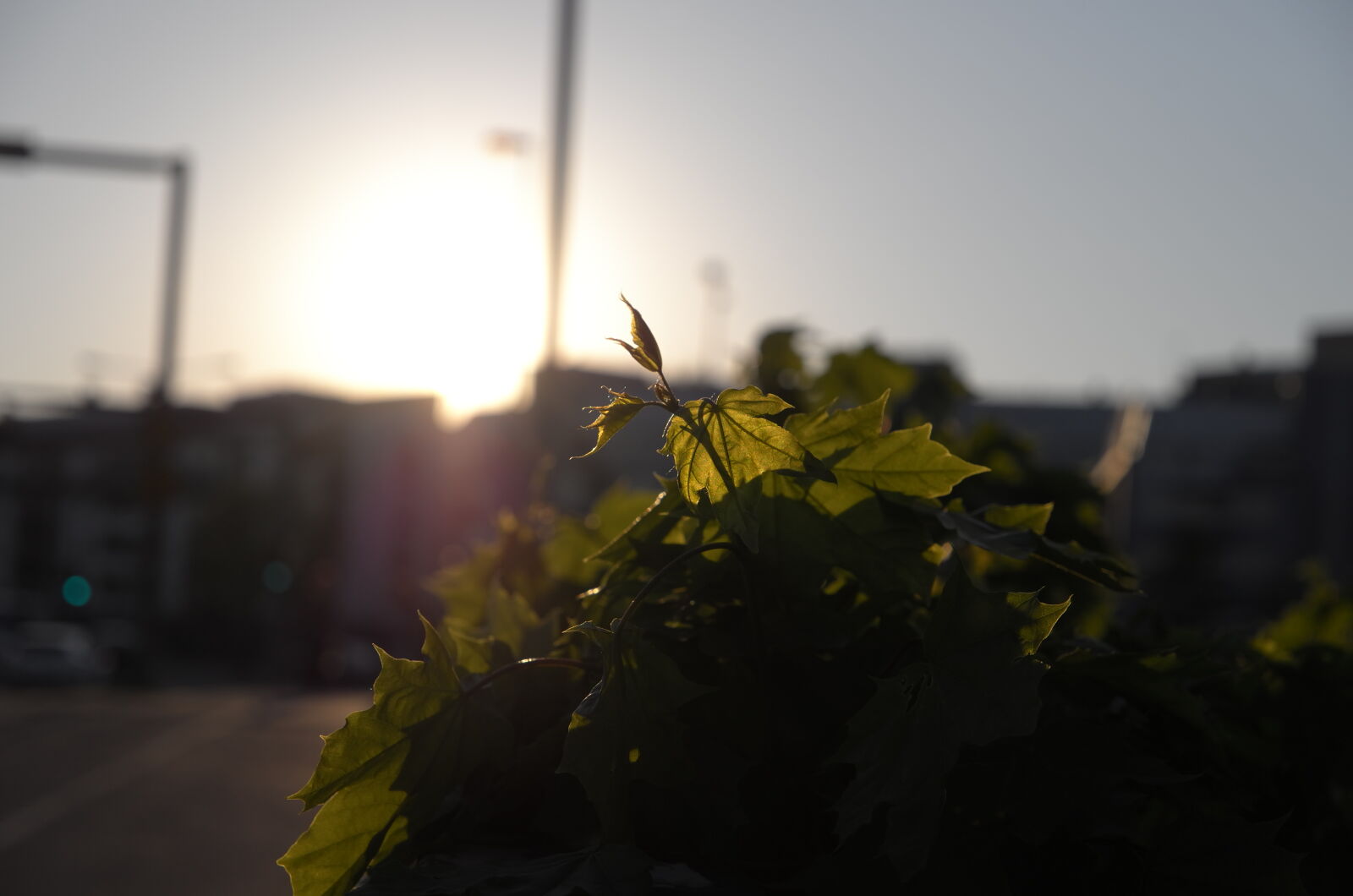 Leica T (Typ 701) sample photo. Sunset of leaves photography