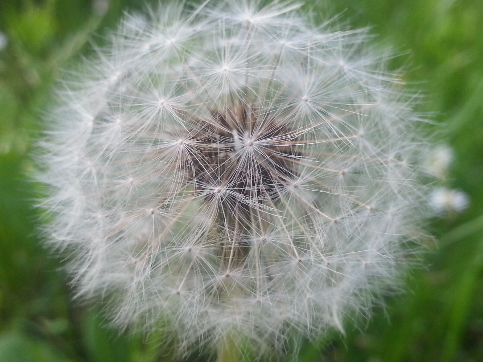 Samsung Galaxy Note2 sample photo. Flower, green, spring, white photography